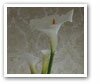 Diary of a bereaved mother, 丧儿记,: 丧失儿子的母亲的一本传记